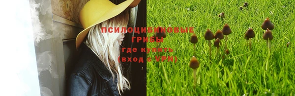 сатива Каменка